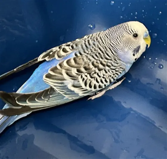 Sleepy Hollow