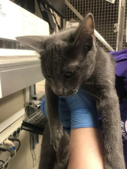 Adoptable Cat