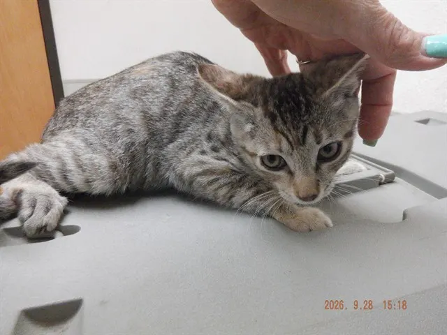 Meowvalous
