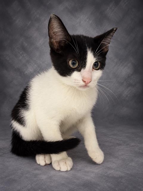 Figaro