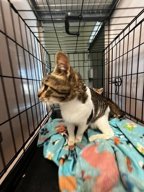 Adoptable Cat
