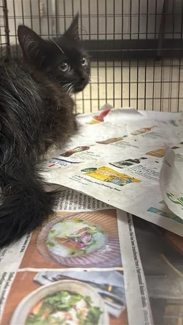 Adoptable Cat