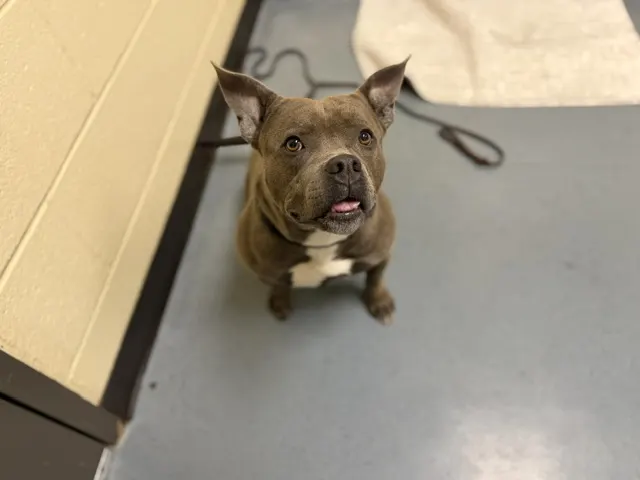 Buffy Bleps