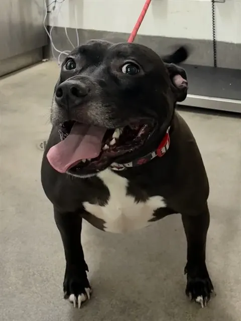 Walter