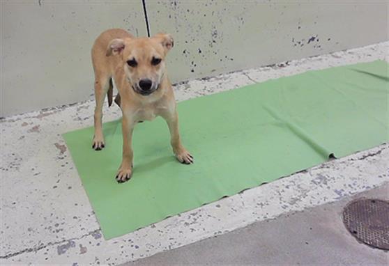 Adoptable Dog