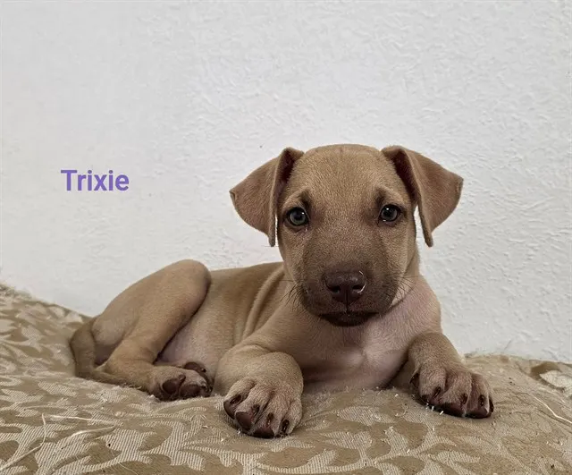 *Trixie