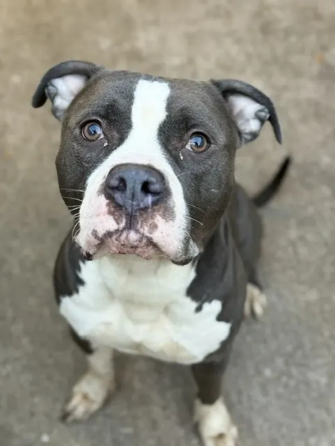 Viktor