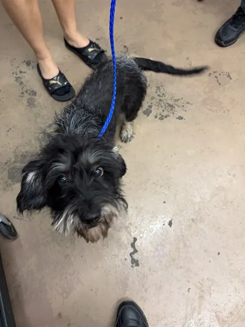 Adoptable Dog