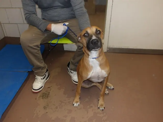 Adoptable Dog