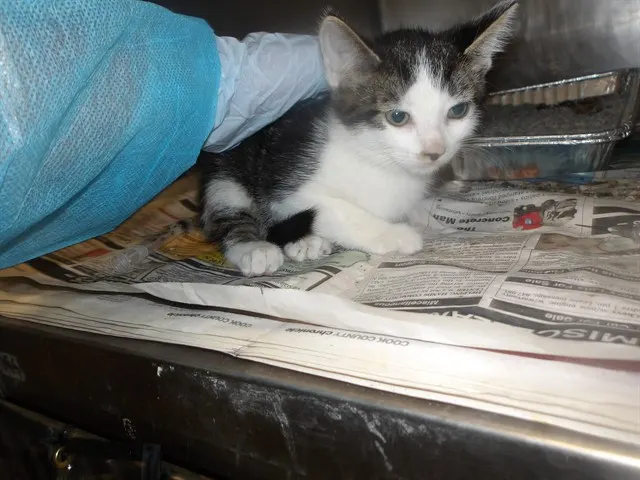 Adoptable Cat