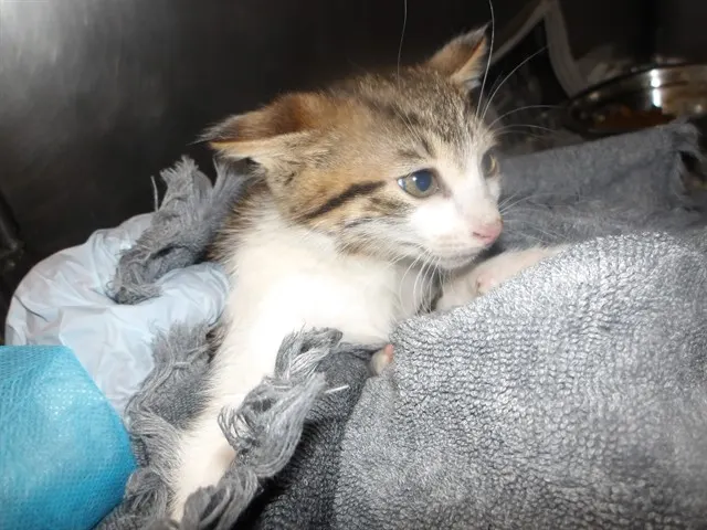 Adoptable Cat