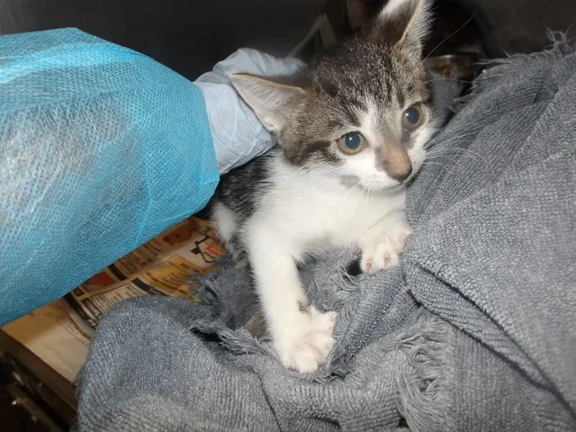 Adoptable Cat