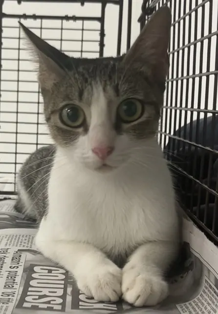 Adoptable Cat