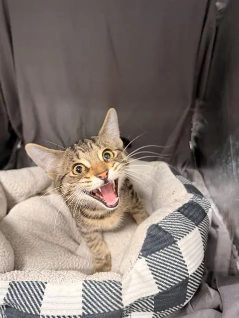 Jinx