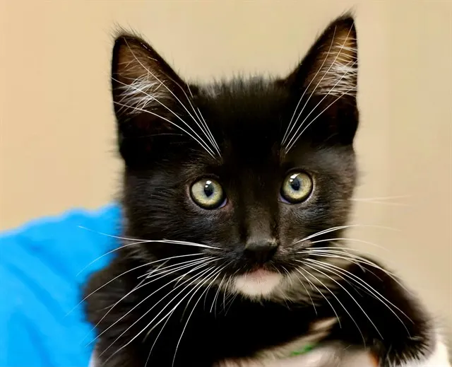 Licorice