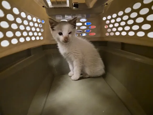 Adoptable Cat