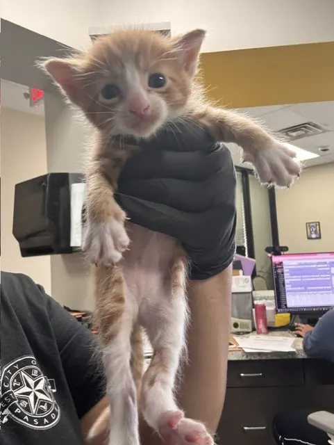 Adoptable Cat