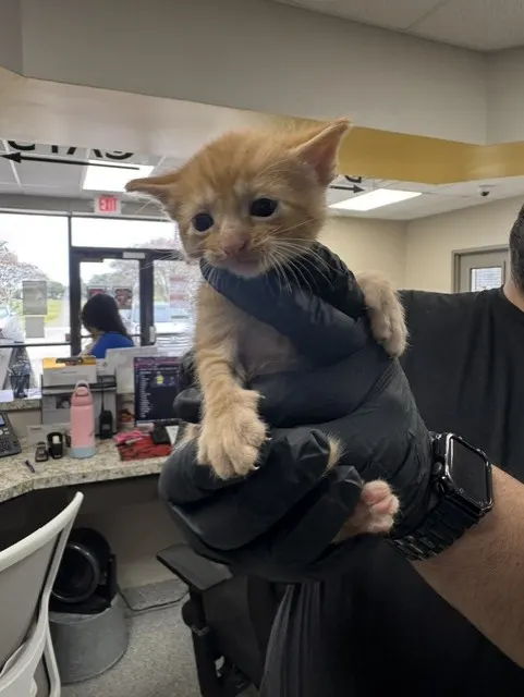 Adoptable Cat