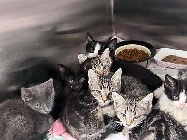 Adoptable Cat