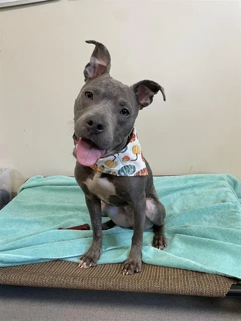 Gracie