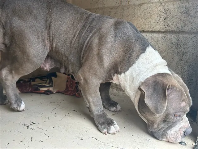 Adoptable Dog