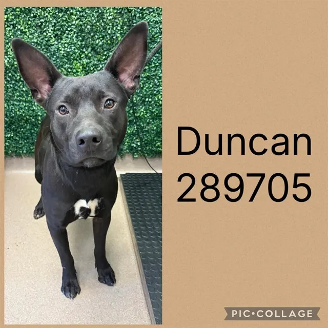 Duncan
