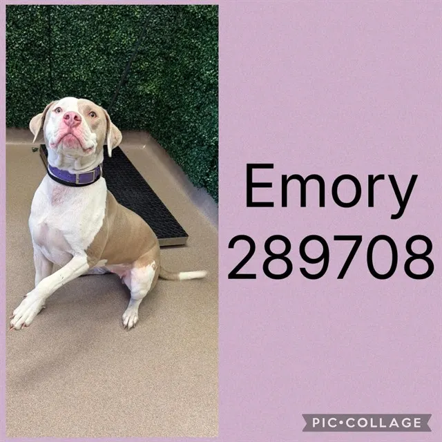 Emory