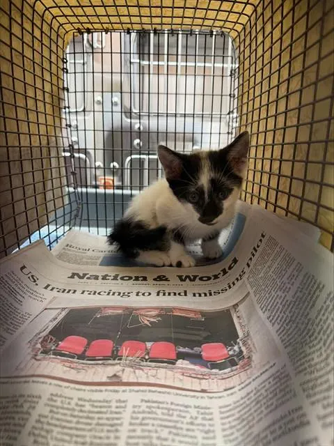 Adoptable Cat