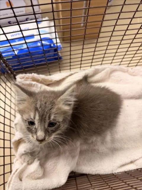 Adoptable Cat