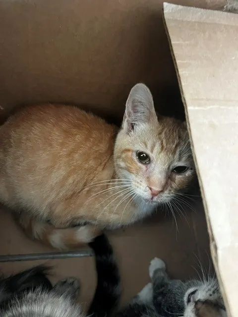 Adoptable Cat