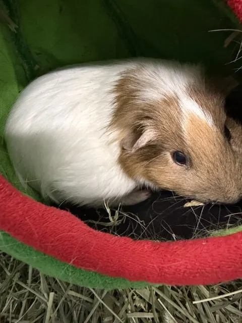 Ernie
