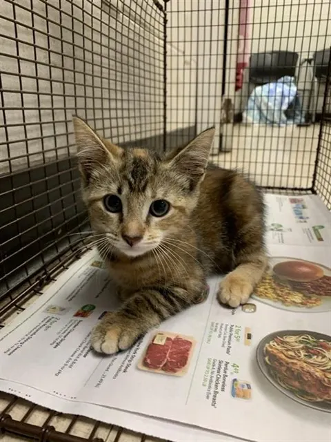 Adoptable Cat