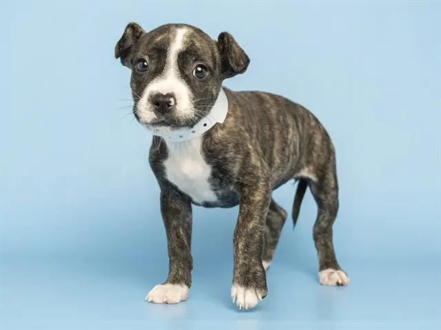 Bella