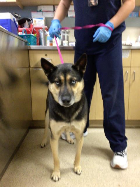 Adoptable Dog