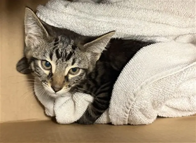 Adoptable Cat
