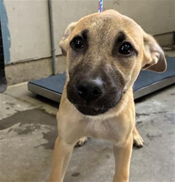 Adoptable Dog