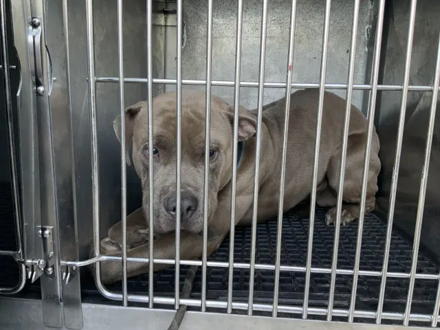 Adoptable Dog