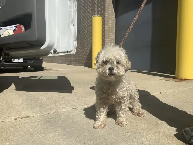 Adoptable Dog