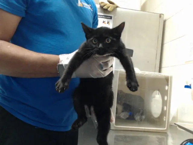 Adoptable Cat