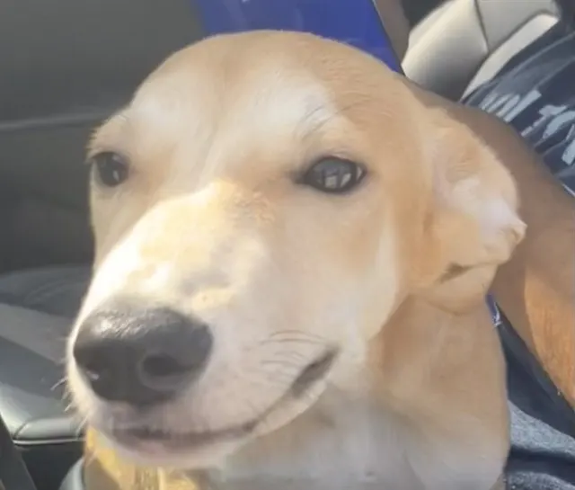 Adoptable Dog