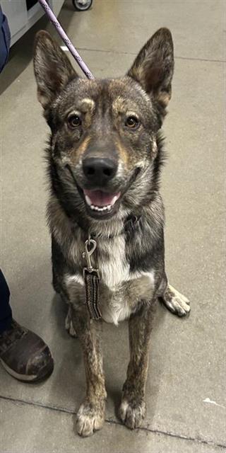 Adoptable Dog