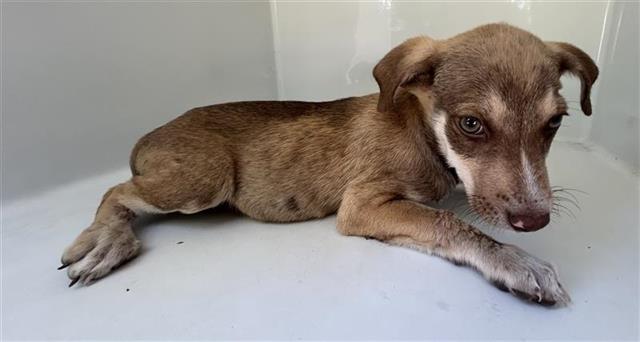 Adoptable Dog