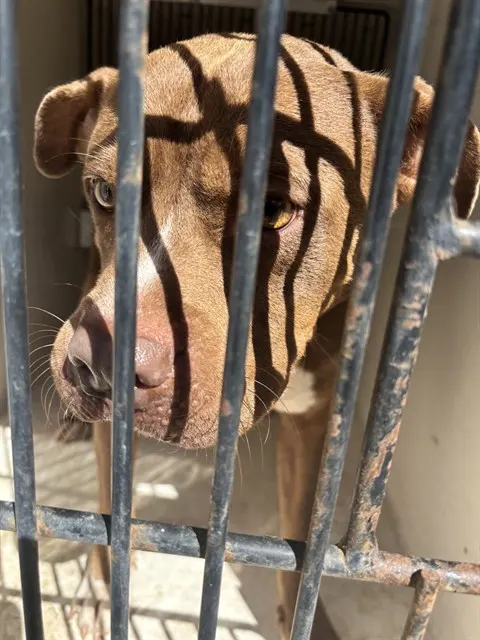 Dodger
