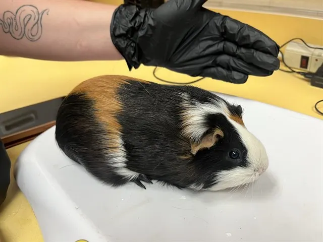 Kiwi