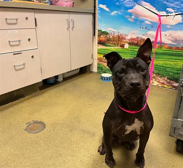 Adoptable Dog