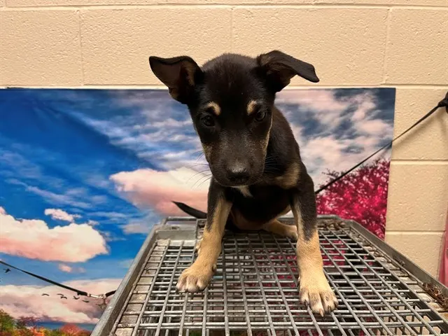 Adoptable Dog