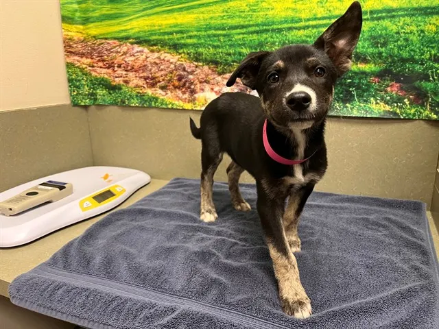 Adoptable Dog