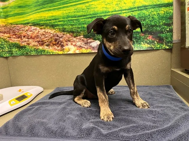 Adoptable Dog