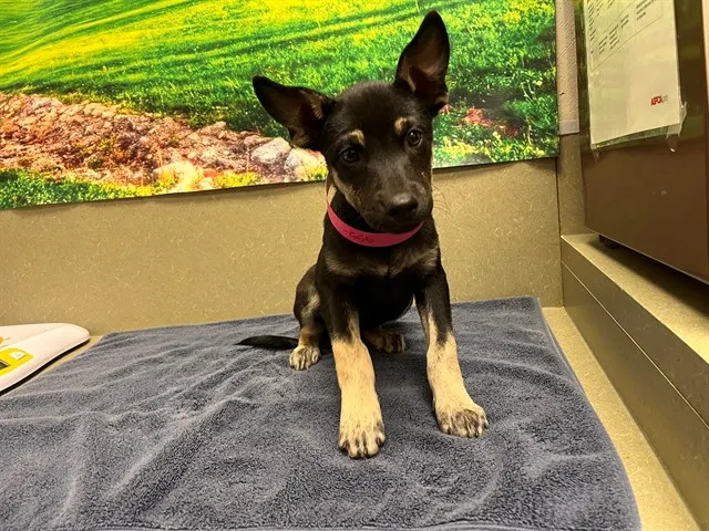 Adoptable Dog