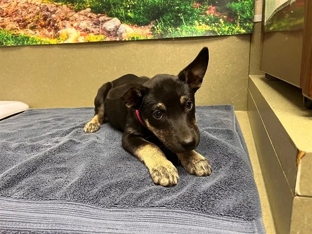 Adoptable Dog